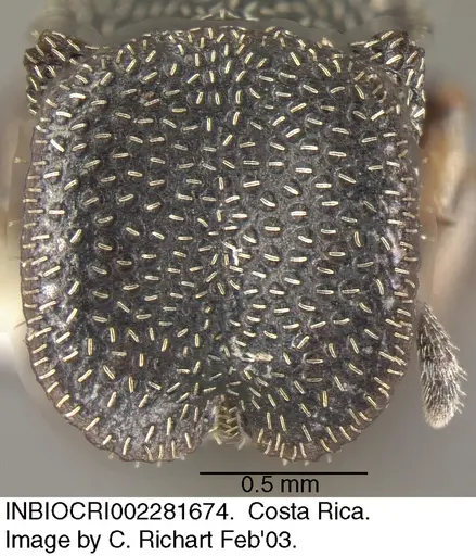 Cephalotes maculatus specimen INBIOCRI002281674 image inbiocri002281674_1
