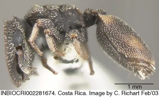 Cephalotes maculatus specimen INBIOCRI002281674 image inbiocri002281674_2