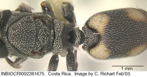 Cephalotes maculatus specimen INBIOCRI002281675 image inbiocri002281675_1