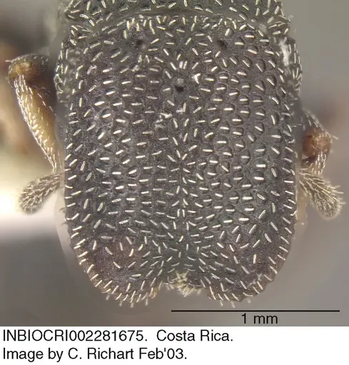 Cephalotes maculatus specimen INBIOCRI002281675 image inbiocri002281675_2