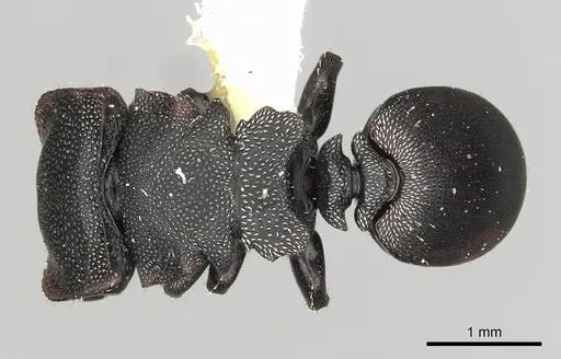 Cephalotes manni specimen CASENT0627954 image casent0627954_1