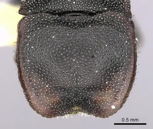 Cephalotes manni specimen CASENT0627954 image casent0627954_2
