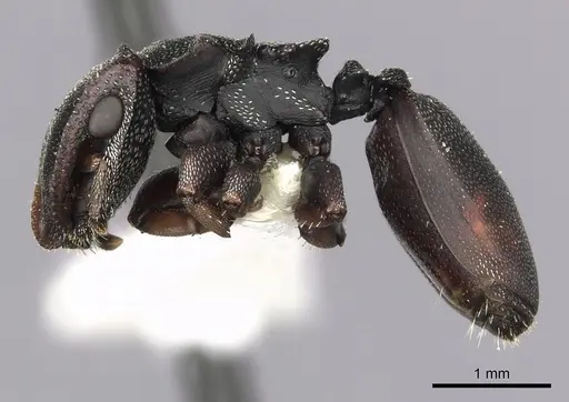 Cephalotes manni specimen CASENT0627954 image casent0627954_3