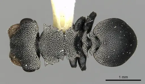 Cephalotes manni specimen CASENT0627955 image casent0627955_1