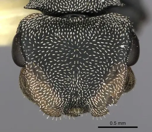 Cephalotes manni specimen CASENT0627955 image casent0627955_2