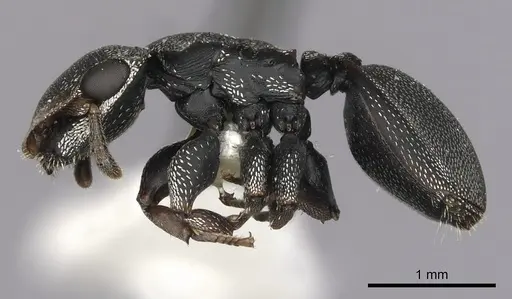 Cephalotes manni specimen CASENT0627955 image casent0627955_3