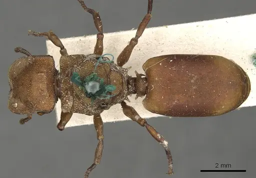 Cephalotes membranaceus specimen CASENT0900239 image casent0900239_1