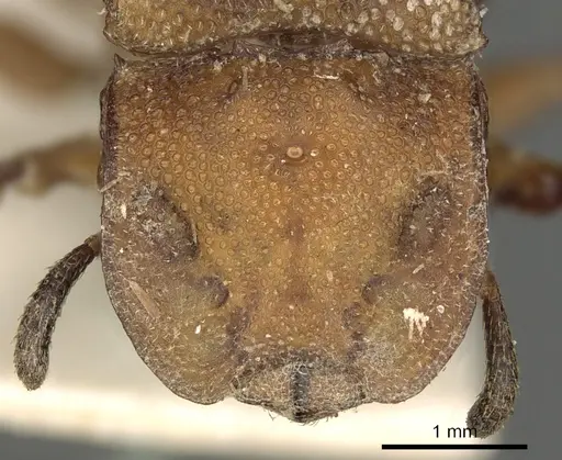 Cephalotes membranaceus specimen CASENT0900239 image casent0900239_2