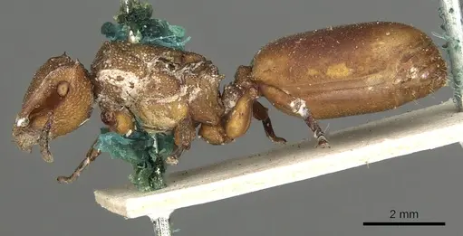 Cephalotes membranaceus specimen CASENT0900239 image casent0900239_3
