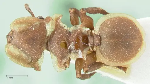 Cephalotes membranaceus specimen FOCOL2117 image focol2117_1