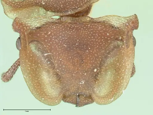 Cephalotes membranaceus specimen FOCOL2117 image focol2117_2