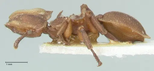 Cephalotes membranaceus specimen FOCOL2117 image focol2117_3