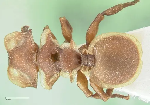 Cephalotes membranaceus specimen FOCOL2118 image focol2118_1