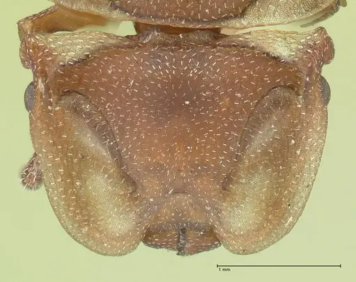 Cephalotes membranaceus specimen FOCOL2118 image focol2118_2