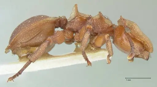 Cephalotes membranaceus specimen FOCOL2118 image focol2118_4
