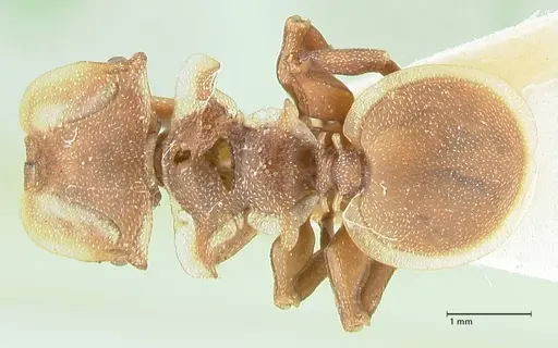 Cephalotes membranaceus specimen FOCOL2119 image focol2119_1