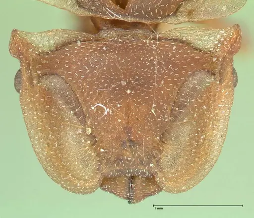 Cephalotes membranaceus specimen FOCOL2119 image focol2119_2