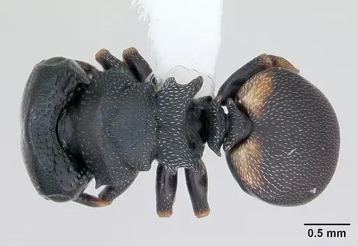 Cephalotes minutus specimen CASENT0173691 image casent0173691_1