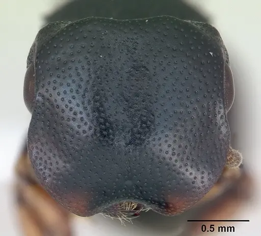 Cephalotes minutus specimen CASENT0173691 image casent0173691_2