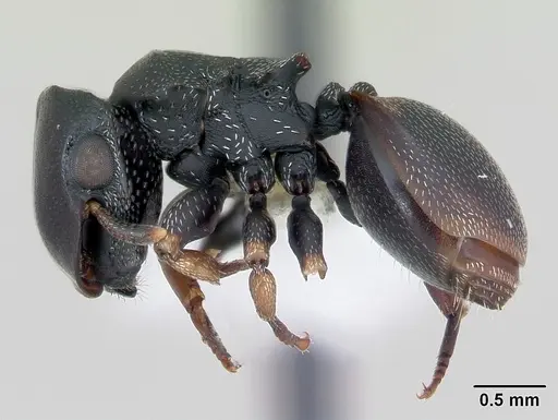 Cephalotes minutus specimen CASENT0173691 image casent0173691_3
