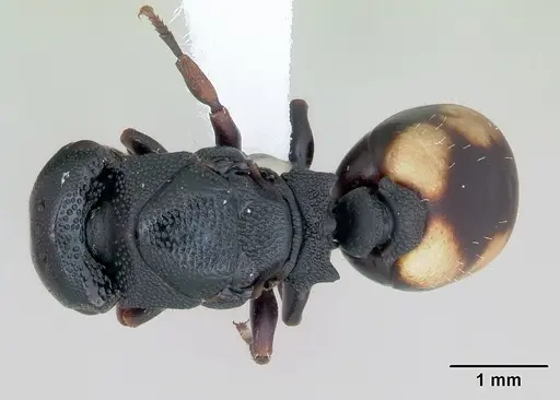 Cephalotes minutus specimen CASENT0173692 image casent0173692_1
