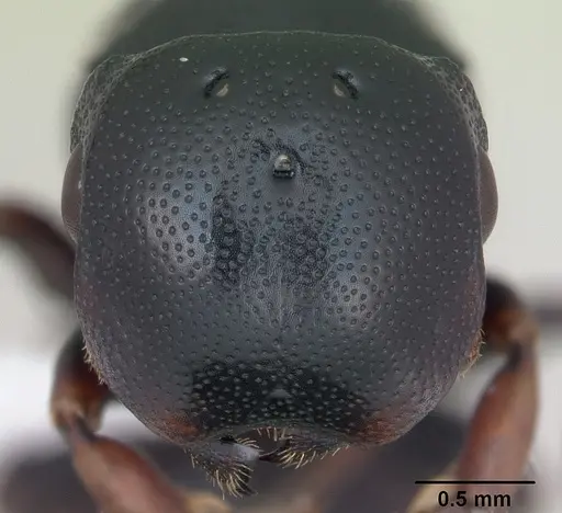 Cephalotes minutus specimen CASENT0173692 image casent0173692_2