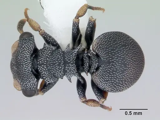 Cephalotes minutus specimen CASENT0173693 image casent0173693_1