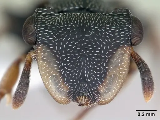 Cephalotes minutus specimen CASENT0173693 image casent0173693_2
