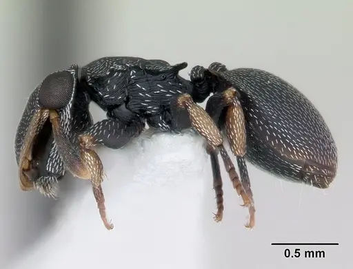 Cephalotes minutus specimen CASENT0173693 image casent0173693_3