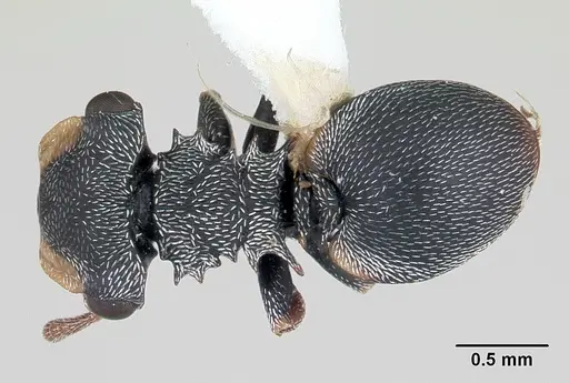 Cephalotes minutus specimen CASENT0178647 image casent0178647_1