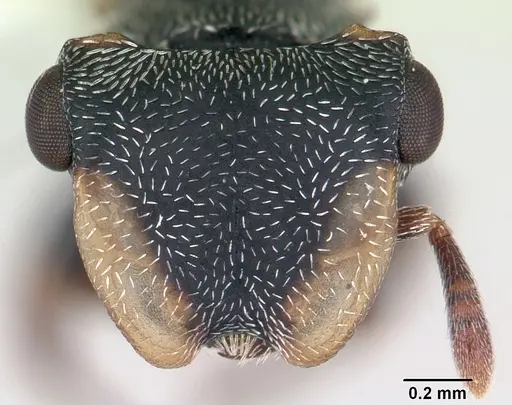 Cephalotes minutus specimen CASENT0178647 image casent0178647_2