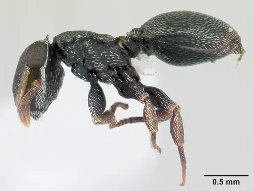 Cephalotes minutus specimen CASENT0178647 image casent0178647_3