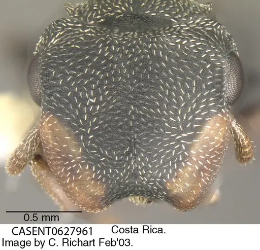 Cephalotes minutus specimen CASENT0627961 image casent0627961_1