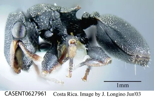 Cephalotes minutus specimen CASENT0627961 image casent0627961_2