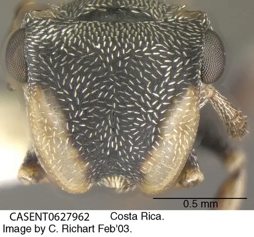 Cephalotes minutus specimen CASENT0627962 image casent0627962_2