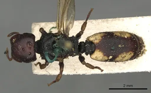 Cephalotes minutus specimen CASENT0900240 image casent0900240_1