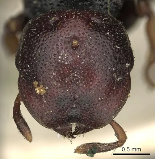 Cephalotes minutus specimen CASENT0900240 image casent0900240_2