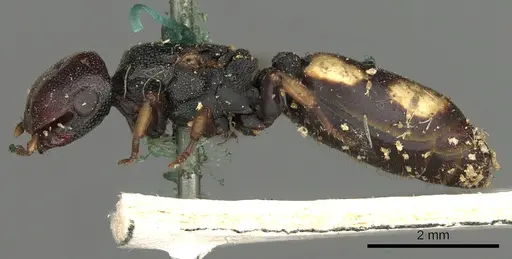 Cephalotes minutus specimen CASENT0900240 image casent0900240_3