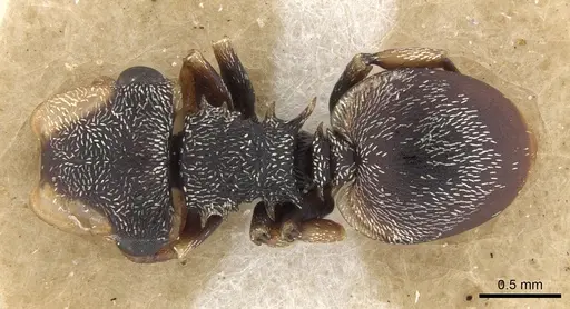 Cephalotes minutus specimen CASENT0901461 image casent0901461_1