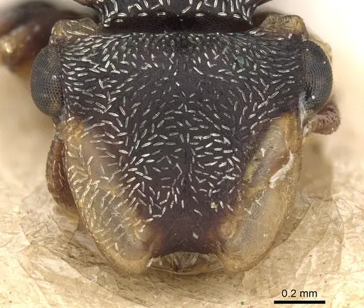 Cephalotes minutus specimen CASENT0901461 image casent0901461_2