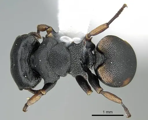 Cephalotes minutus specimen CASENT0914465 image casent0914465_1