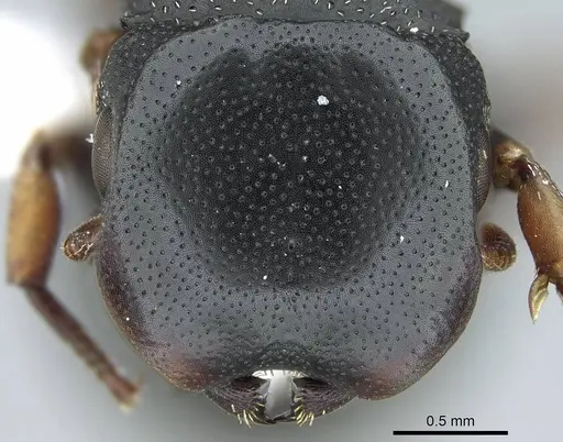 Cephalotes minutus specimen CASENT0914465 image casent0914465_2