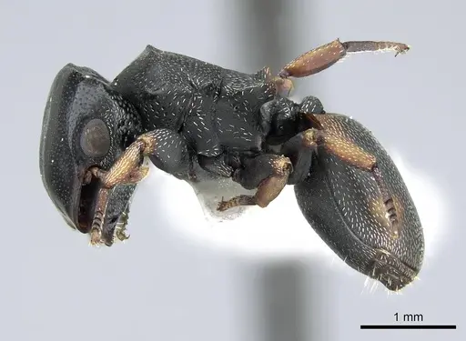 Cephalotes minutus specimen CASENT0914465 image casent0914465_3