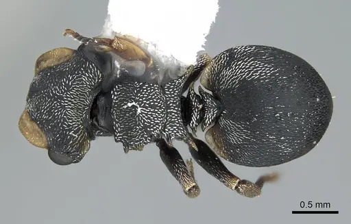 Cephalotes minutus specimen CASENT0914466 image casent0914466_1