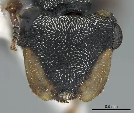 Cephalotes minutus specimen CASENT0914466 image casent0914466_2