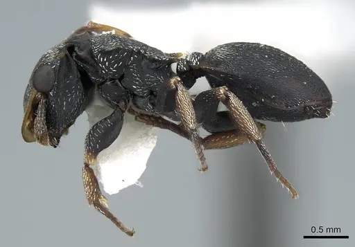 Cephalotes minutus specimen CASENT0914466 image casent0914466_3