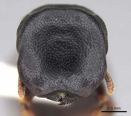 Cephalotes minutus specimen CASENT0922606 image casent0922606_2