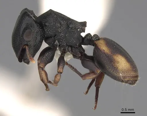 Cephalotes minutus specimen CASENT0922606 image casent0922606_3