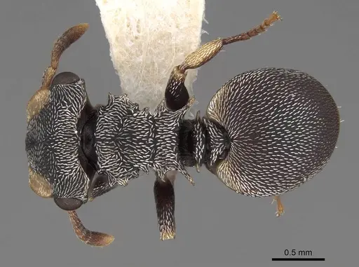 Cephalotes minutus specimen CASENT0922607 image casent0922607_1