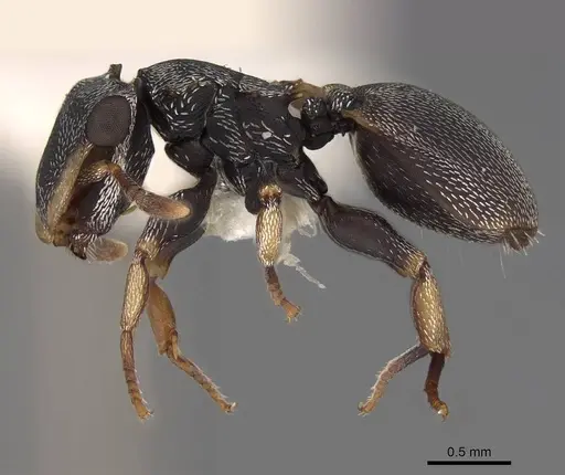 Cephalotes minutus specimen CASENT0922607 image casent0922607_3